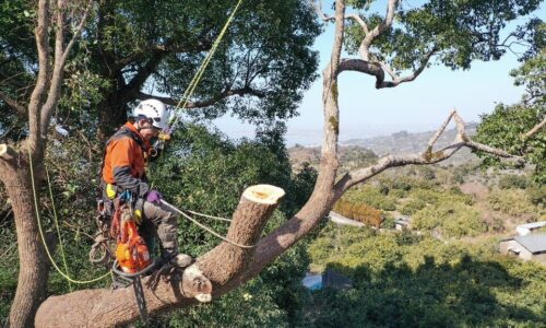 中村・岩崎・坂本邸　熊本市西区河内町_210116_11
